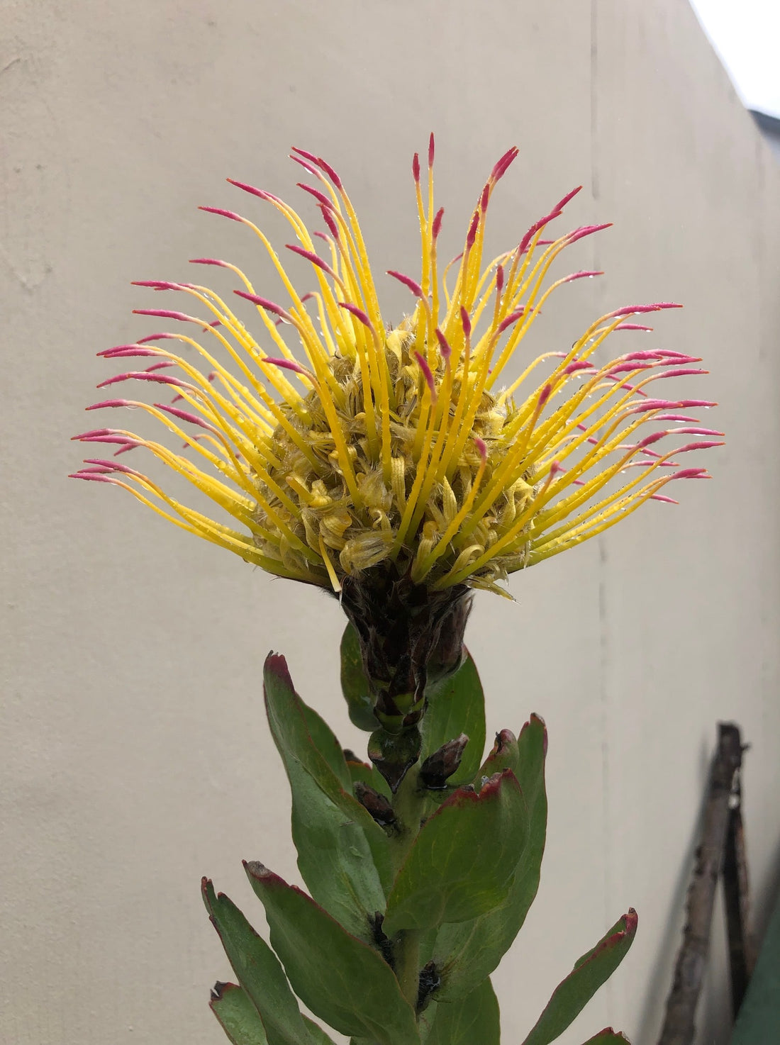 Leucospermum gueinzii Flower