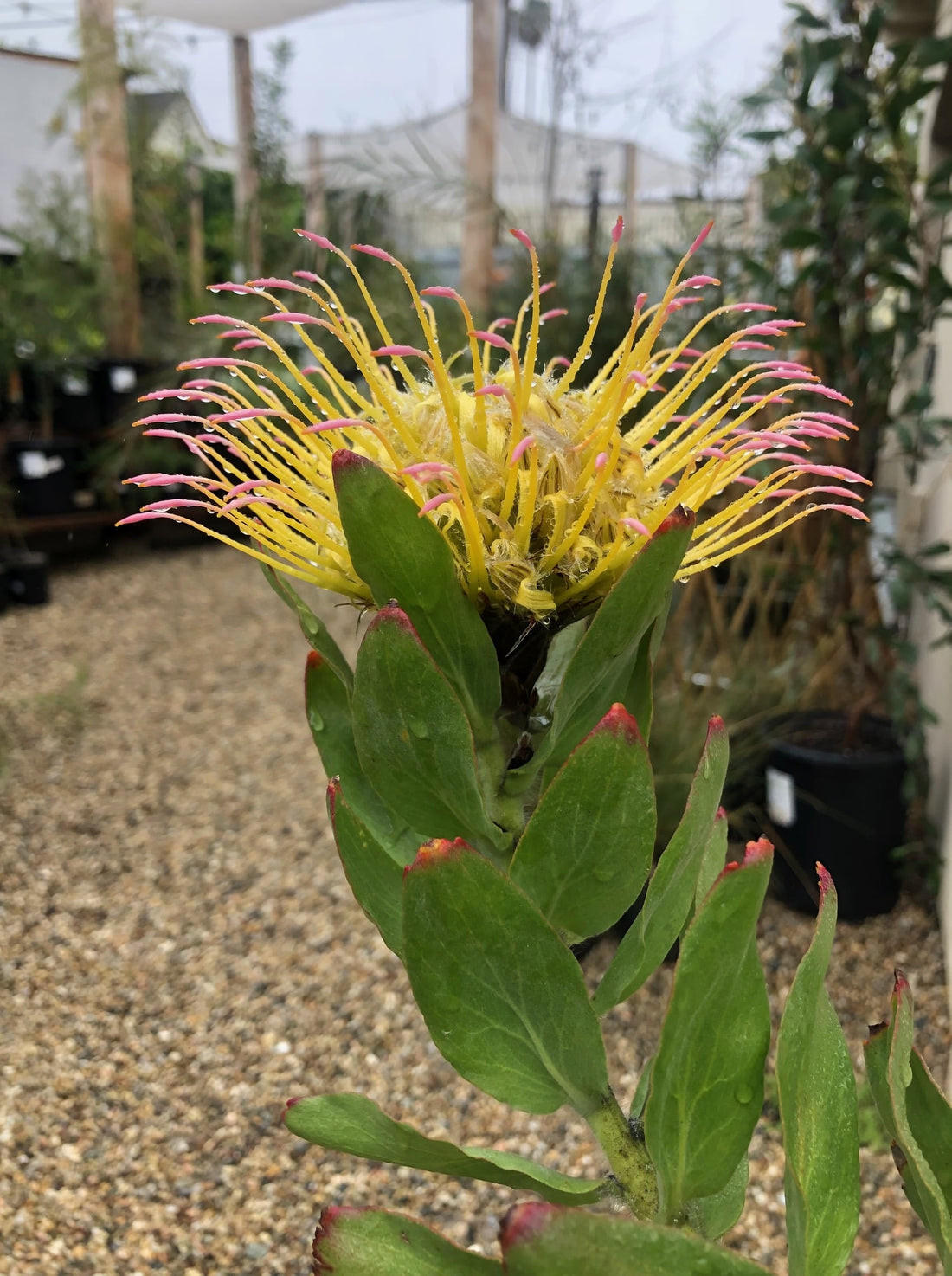 Leucospermum gueinzii Flower and foliage