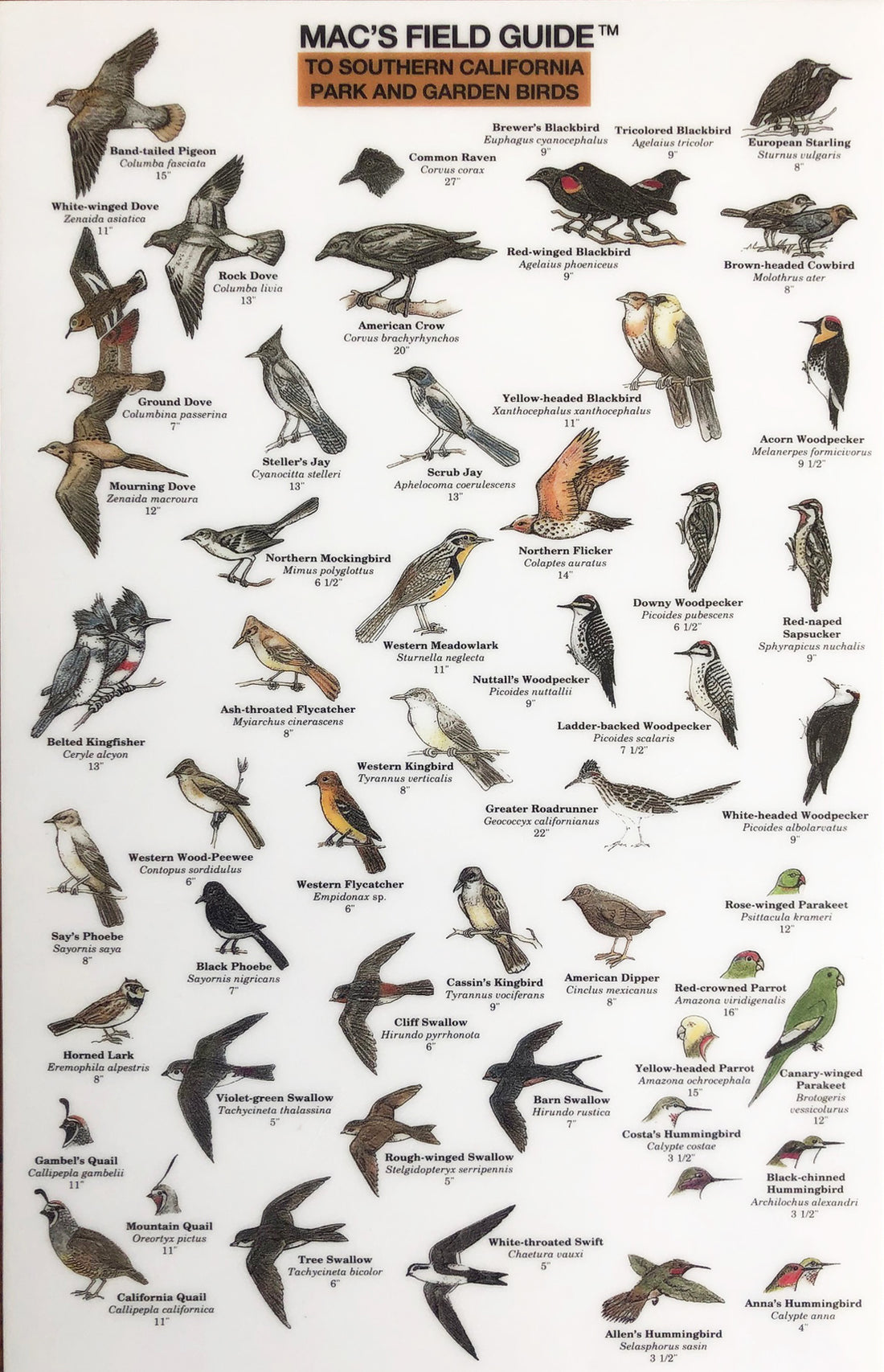 Mac's Field Guide