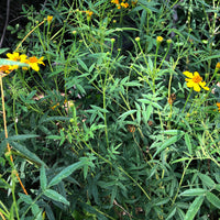 Tagetes lemmonii (Mexican Marigold)