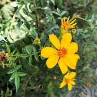 Tagetes lemmonii (Mexican Marigold)