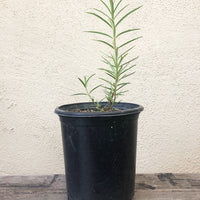 California native Asclepias fascicularis (Narrowleaf Milkweed)