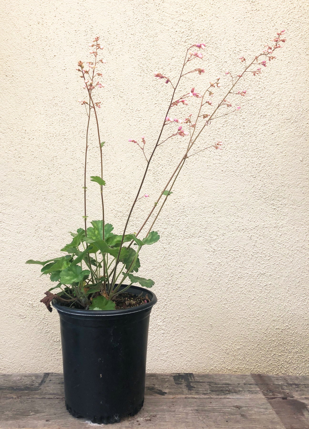 heuchera plants in pots Heuchera 'Rosada' – Plant Material