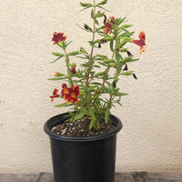 Diplacus (Mimulus) 'Fiesta Marigold'