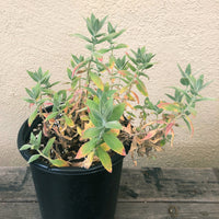 Epilobium canum (Zauschneria) 'Calistoga'