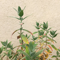Epilobium canum (Zauschneria) 'Calistoga'