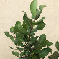 Rhus integrifolia, lemonade berry