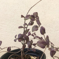 Lonicera hispidula, Hairy Honeysuckle