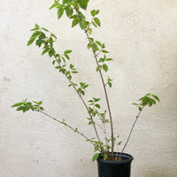 Philadelphus lewisii, Mock orange 1 Gallon