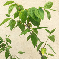 Philadelphus lewisii, Mock orange foliage