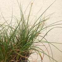 Carex pansa (meadow sedge)
