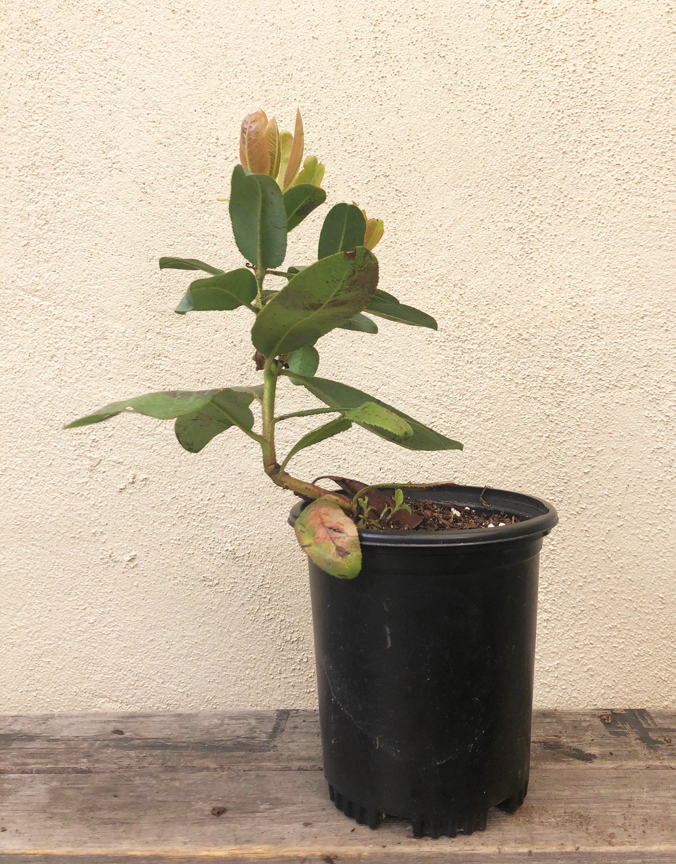 Arbutus menziesii (Madrone)  Plant Material