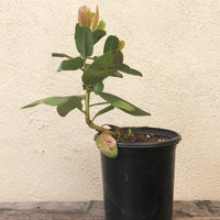 Arbutus menziesii (Madrone)