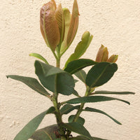 Arbutus menziesii (Madrone)