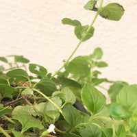 Clinopodium (Satureja) douglasii, Yerba Buena