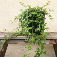 Clinopodium (Satureja) douglasii, Yerba Buena