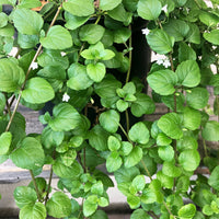Clinopodium (Satureja) douglasii, Yerba Buena