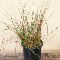 Juncus mexicanus