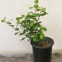 Ribes viburnifolium, Evergreen Currant 1 Gallon