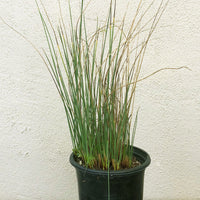 Juncus 'Occidental Blue'