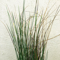 Juncus 'Occidental Blue'