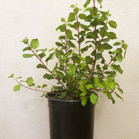 Ribes viburnifolium, Evergreen Currant 1 Gallon