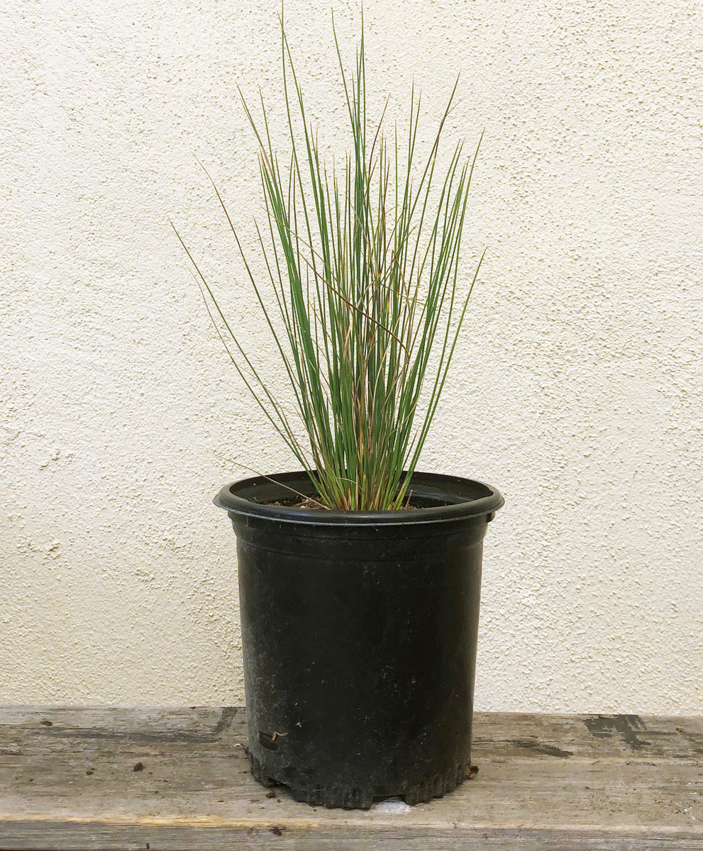 grass house plants Juncus patens, Common Rush – Plant Material