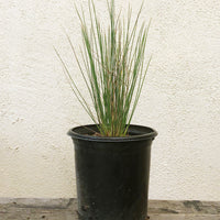 Juncus patens, Common Rush