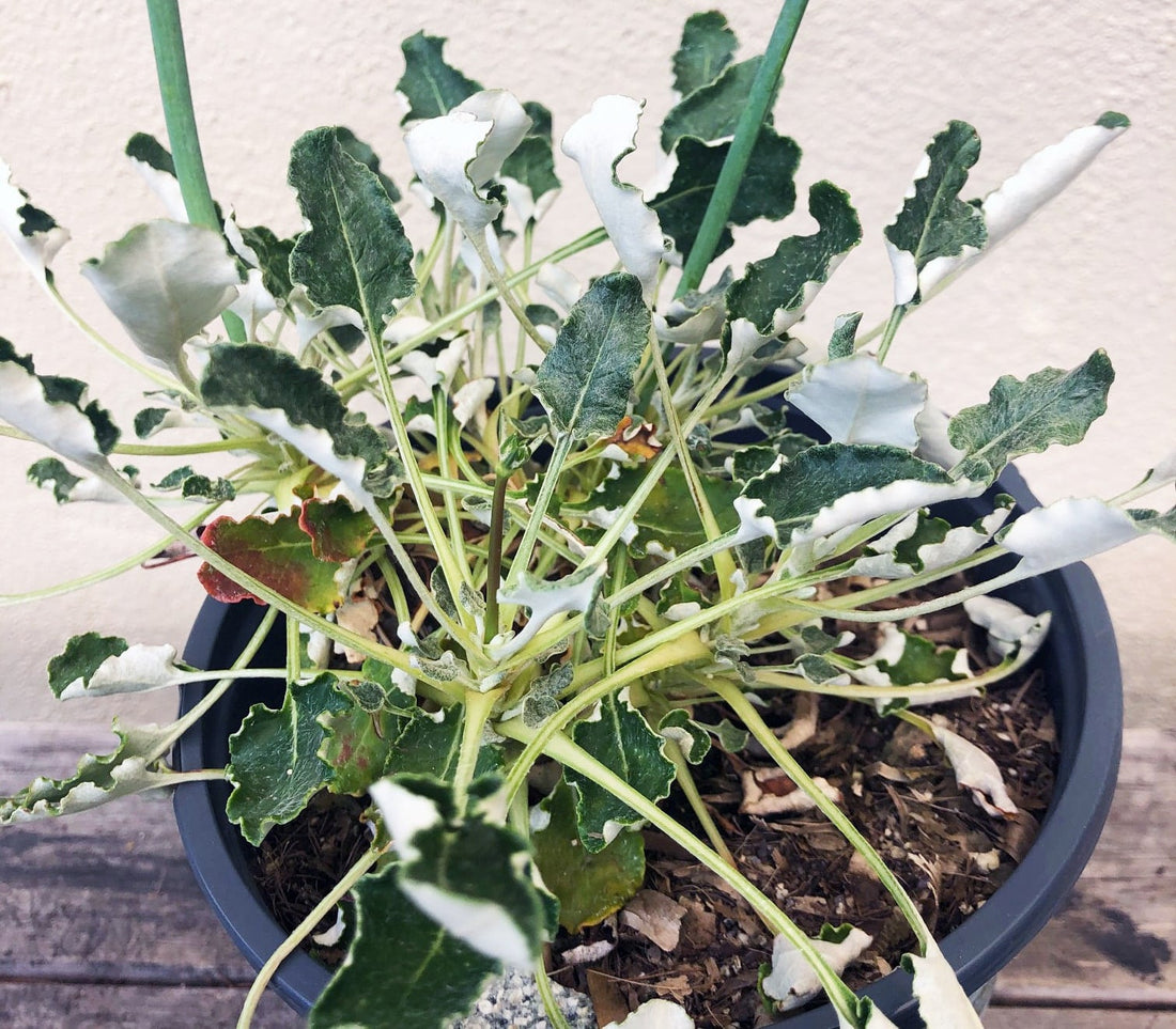 Eriogonum grande var. rubescens, Red Flowered Buckwheat Silver Foliage