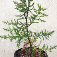 Hesperocyparis (Cupressus) forbesii, Tecate Cypressp