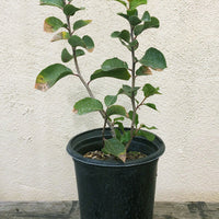 Rhus ovata, Sugar Bush