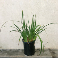 Iris 'Pacific Coast Hybrids'