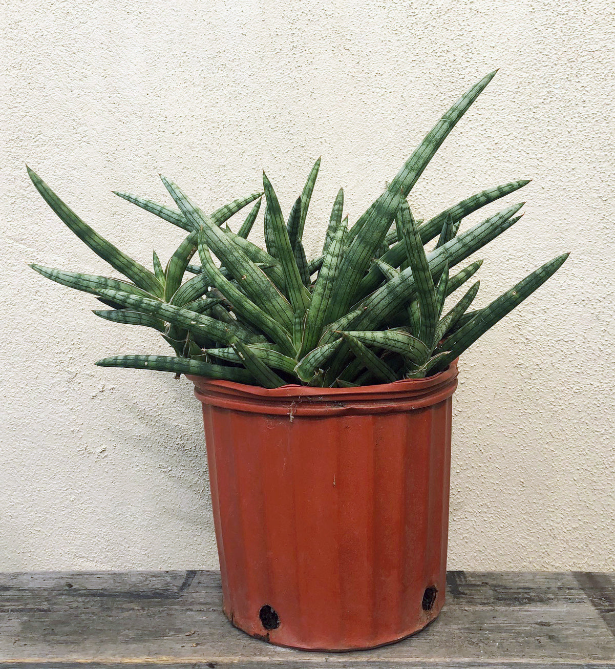 sansevieria cylindrica cats Sansevieria cylindrica Patula