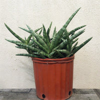Sansevieria cylindrica Patula