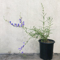 mon heterophyllus 'Margarita Bop' (Blue Bedder) 1 Gallon