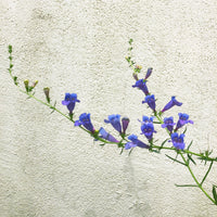 Penstemon heterophyllus 'Margarita Bop' (Blue Bedder) Flowering