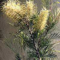 Grevillea 'Moonlight'