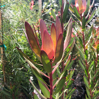 Leucadendron 'Safari Sunset'