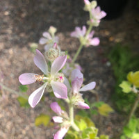 Malacothamnus clementinus (San Clemente Is. bushmallow)