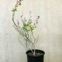 Malacothamnus clementinus (San Clemente Is. bushmallow)
