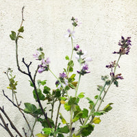 Malacothamnus clementinus (San Clemente Is. bushmallow)