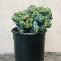 Myrtillocactus Crests Elite