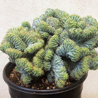 Myrtillocactus Crests Elite