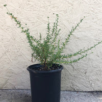 Eriogonum fasciculatum 'Dana Point', California Dana Point Buckwheat 1 Gallon