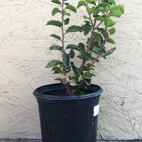 Rhus ovata, Sugar Bush