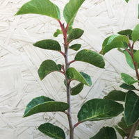Rhus ovata, Sugar Bush