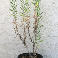 Isocoma menziesii, Menzies goldenbush 1 Gallon