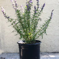 Trichostema lanatum (Woolly Blue Curls) 5 Gallon