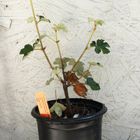 Fremontodendron 'San Gabriel'