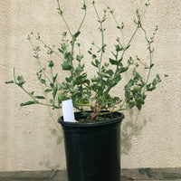 Eriogonum cinereum (ash leaf / coastal buckwheat),